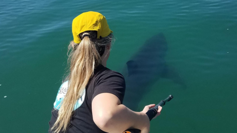 A woman in a yellow cap tagging a shark