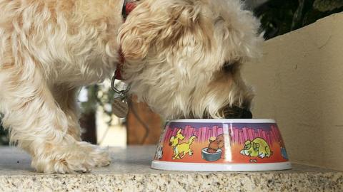 File image of dog eating from bowl
