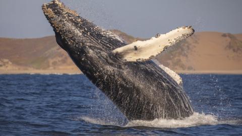 Humpback whale jumping out the sea