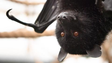 A Livingstone's fruit bat hangs upside down. It has a black furry face, smooth round ears and brown eyes. A type of claw can be seen extending from the top of its folded wing.