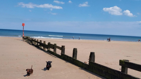 Groynes on a beach with two sausage dogs running in front of it.