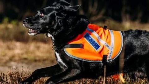 Paddy running on a field. He is wearing a hi viz harness branded with the rescue.