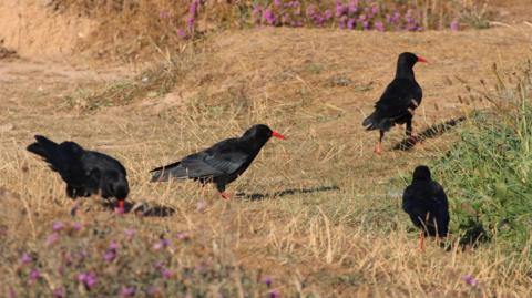 Four Choughs on dried out green grass.