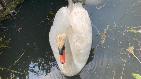 A white swan sitting on water in a dyke.