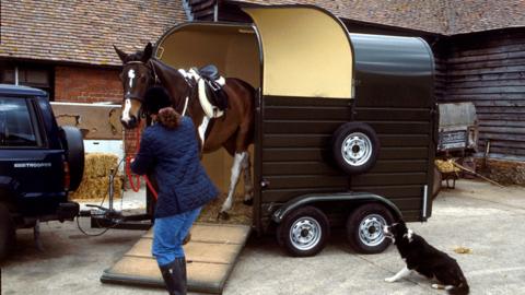 Horse in a horse box