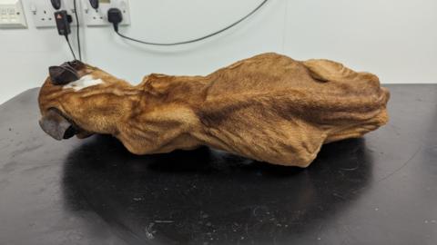 A skeletal brown Staffordshire bull terrier lying on a black table.