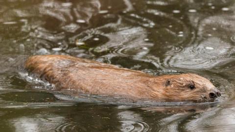 A brown beaver swims through dark water on a rainy day. Water droplets are visible on the surface of the river. 
