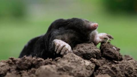 Dark brown mole emerging from a mound of earth.