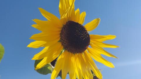 A striking bright yellow sunflower fills the frame against a bright blue sky