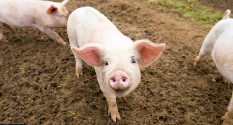 Pig looking at the camera