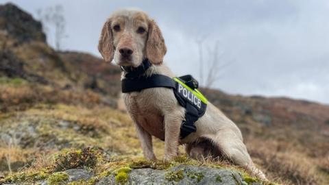 Cocker spaniel Mac wearing a police harness outside on a hill