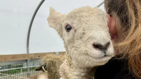 A woman with her back turned to the camera holds a lamb in her arms. The lamb's head rests over her shoulders.