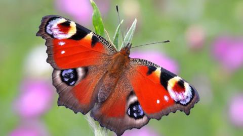 A red peacock butterly settles on a plant. Its has large red wings fringed in grey with blue and yellow "eyespots" designed to ward off predators. 