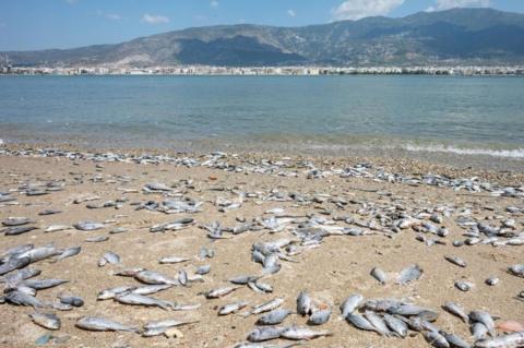 Thousands of dead fish are seen on the salt marsh beach in Volos, Thessaly, Greece