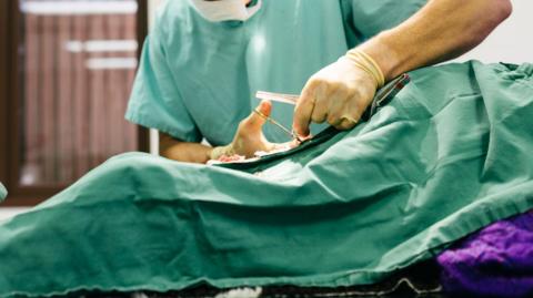 A veterinary surgeon wearing a green gown and face mask carries out an operation.