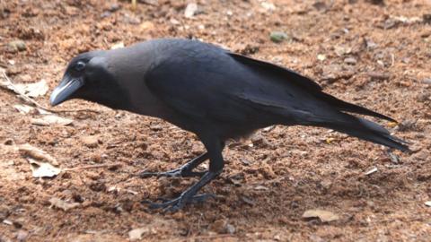 House crow on the ground