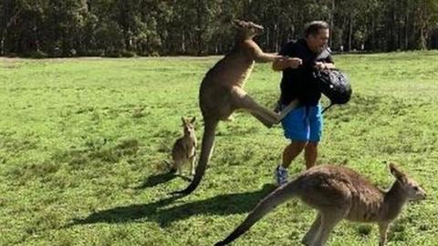 Attacking kangaroo