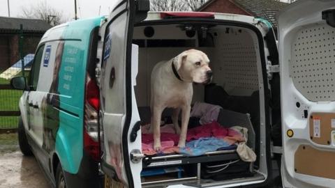 Dog in van