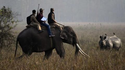 Forest officials ride on an elephant counting Rhinos during the Rhino census inside the Pobitora Wild Life Sanctuary in Morigaon district of Assam state, India, 18 March 2018