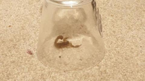 A tiny scorpion under an upturned wine glass on cream carpet