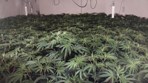 Cannabis plants in Totton building.