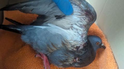 Injured pigeon