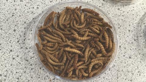 Mealworms