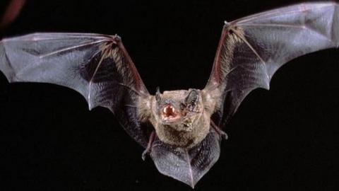 Noctule bat