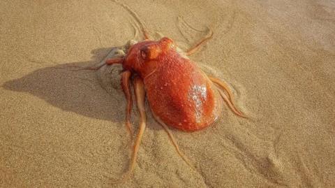 A bright orange octopus rests on a sandy beach. Its tentacles are flailing in different directions.