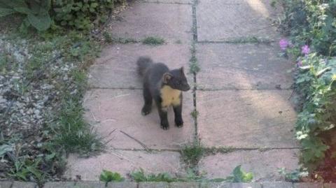 A pine marten, a species related to the weasel and roughly the size of a small cat, on a garden path. 
