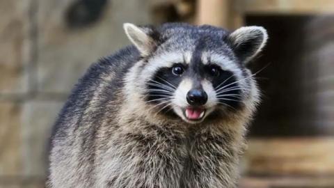 A racoon with a black and white face