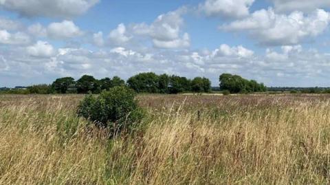 A field overgrown with wild grasses against a line of trees in the distance. 