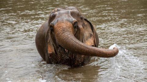 An elephant playing with water at the Elephant Nature Park in Chiang Mai, Thailand