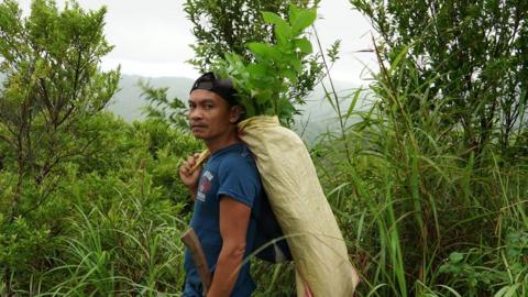 Volunteers carrying saplings for planting