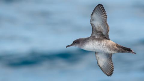 A Balearic shearwater