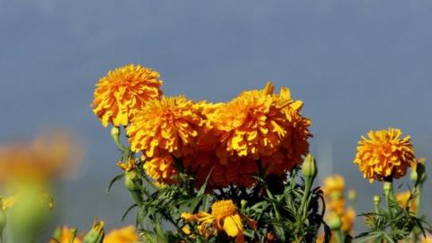 A new campaign is using marigold as a symbol to commemorate the sacrifices of Indian soldiers in world wars