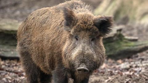 A wild boar at the Wisentgehege deer park in Springe, northern Germany, 29 December 2018.