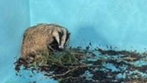 Badger in a swimming pool