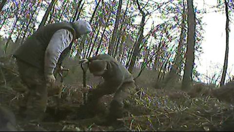 Men digging at a badger sett