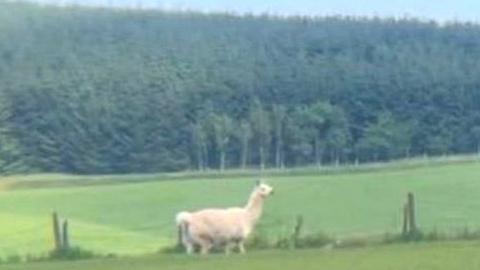 Llama in field