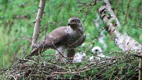 Generic image of adult goshawk with chicks