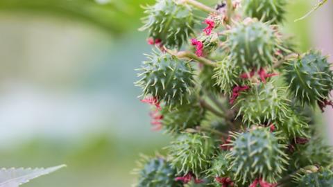 Castor bean plant