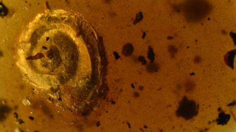 Snail trapped in amber