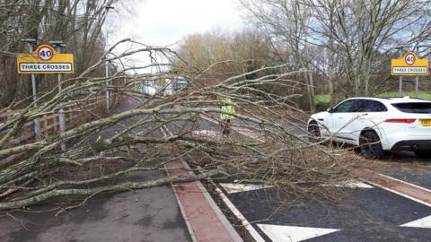 a small tree blown into the road at Three Crosses in Ross-on-Wye