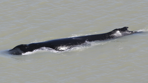 The humpback whale was found in the East Alligator River in Kakadu National