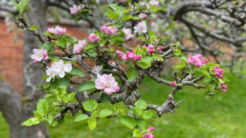 Blossoms