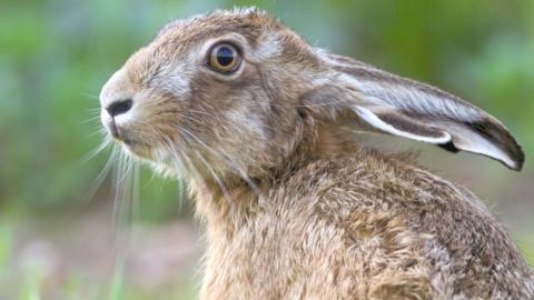 Brown hare