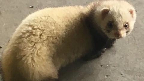 Ferret