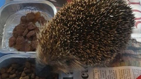 A hedgehog eating