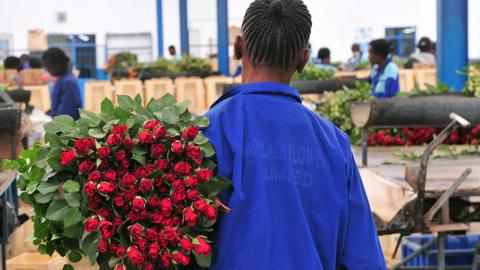 Workers at a flower farm in Nakuru, Kenya